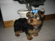 Adorable Yorkie Puppies Available For Sale    i have nice baby face Yorkie Puppies available for sa