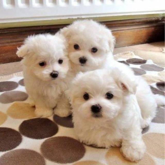 Happy New Year '2 Potty trained teacup Maltese puppies for adoption +1