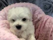 Teacup Maltese Puppies Available