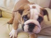 english bulldog puppies for adoption