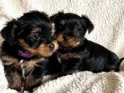 Extremely beautiful yorkie puppies male & female for sale.(920) 306-2703‬