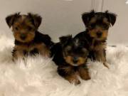 Cute Teacup Yorkie Puppies Available