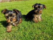 Extremely beautiful yorkie puppies male & female for sale.(920) 306-2703‬