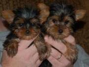Miniture Yorkie Pups For Re-Homing +1(402)-246-0882