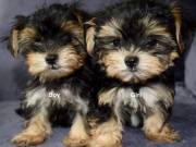 Extremely beautiful yorkie puppies male & female for sale.(920) 306-2703‬