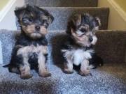 Extremely beautiful yorkie puppies male & female for sale.(920) 306-2703‬