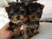 Extremely beautiful yorkie puppies male & female for sale.(920) 306-2703‬