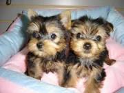 A loyal, affectionate, Teacup Yorkshire Terrier puppies! +1(302)-219-4892
