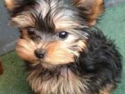Gorgeous Yorkie Puppies for For Re-Homing +1(302)-219-4892