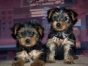 excellent tea cup Yorkie puppies available