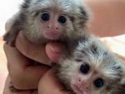 pygmy marmoset monkey for adoption (662)7860242