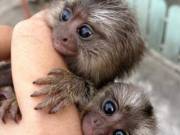 pygmy marmoset monkey for adoption (662)7860242