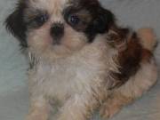 Active Shih Tzu puppies text 805-871-0333