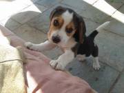 Healthy Beagle puppies.