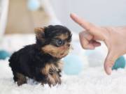wide for aYORKIE puppy