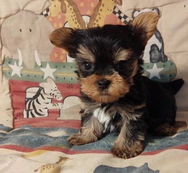 AKC Potty Tranied Yorkie puppies Text (571) 2605394 Kansas City Animal, Pet