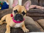 Pups and frenchies
