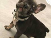 FRENCH BULLDOGS READY READY TO GO