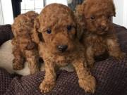 Poodle Puppies