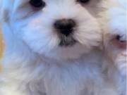  Maltese Puppies for sale 