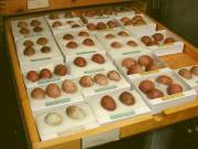 //Parrots and their fertile eggs for sale