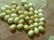 - Military Macaw Eggs