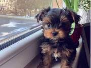 AKC lovely  male yorkie..+6787190332