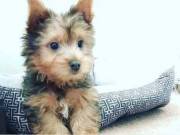 AKC male and female yorkie pups, txt 6787190332