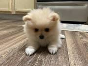 adorable Pomeranian ready to go text 7864081350new