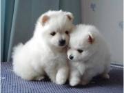 adorable Pomeranian ready to go text 7864081350