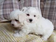 Teacup Maltese Puppies Available