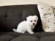 nice Maltese puppy male and female.