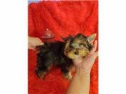 Adorable Potty Trained Male And Female Yorkie Puppies text at (754) 233-3745