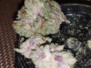 Text::+1 (740) 337-7493 WE GOT INDOOR/GREENHOUSE STRAINS, RICK SIMPSON Oil