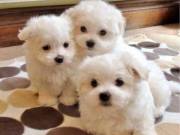 ‬Extremely beautiful Teacup malttes puppies male & female for   sale  +1(973) 283-5011