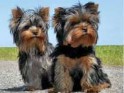 Male and Female Yorkie Pups.(678) 719-0332