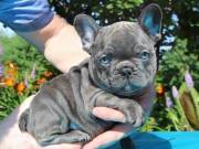 Gorgeous French bulldog available.. Text me at  (420) 947-0758