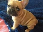 Gorgeous French bulldog available.. Text me at  (420) 947-0758