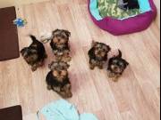 ♥♥♥Male and Female Yorkie Puppies available now♥♥♥ 