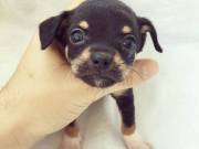 Forever Loving Chihuahua puppy for Adoption