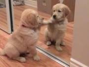 Golden Retriever Puppies For New Homes