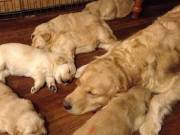 Golden Retriever Puppies For New Homes