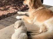 Golden Retriever Puppies For New Homes