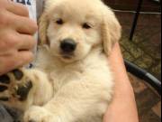 Golden Retriever Puppies For New Homes