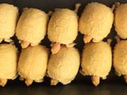 100% het. Albino Sulcata Tortoises .