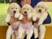 I have 3 females and 4 males golden retriever available