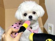 Female Maltese Puppy For Sale +1(512)765-4523