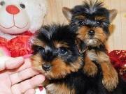  male and female Teacup puppies available