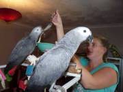 Parrots and parrots eggs for sale.(678) 719-0332