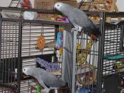 Parrots and parrots eggs for sale.(678) 719-0332